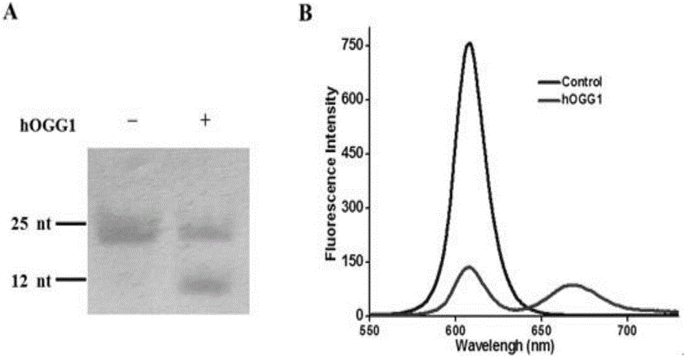 Method for detecting DNA (deoxyribonucleic acid) glycosylase activity on basis of single quantum dot level