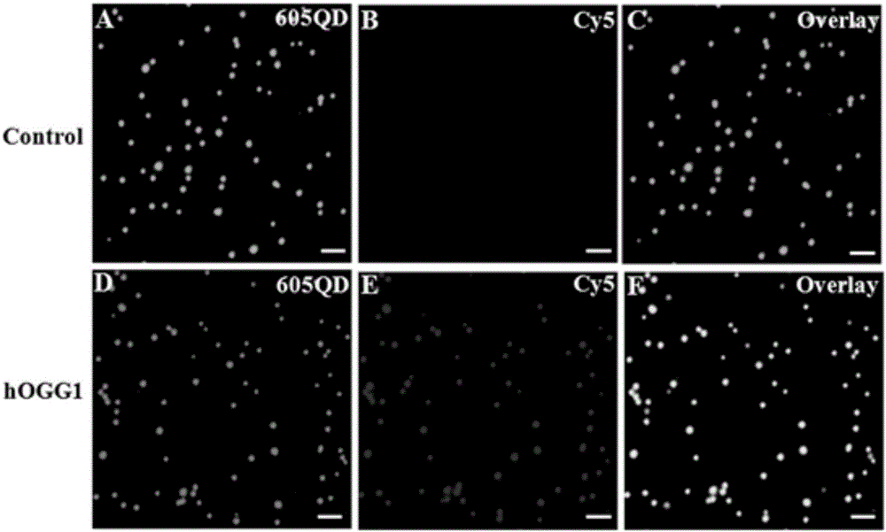 Method for detecting DNA (deoxyribonucleic acid) glycosylase activity on basis of single quantum dot level