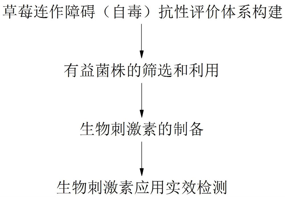 A kind of preparation and application method of biostimulant for improving continuous cropping obstacle resistance of strawberry