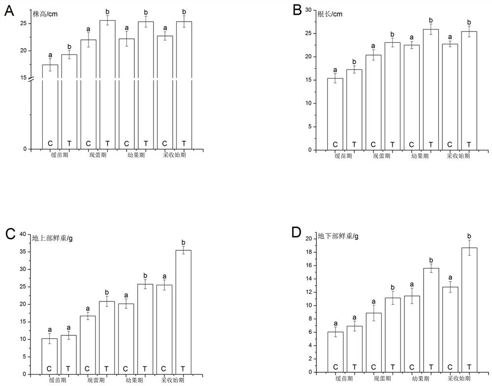 A kind of preparation and application method of biostimulant for improving continuous cropping obstacle resistance of strawberry