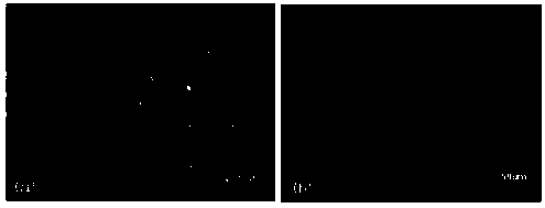 Method for capturing tumour cells by utilizing microflow chip