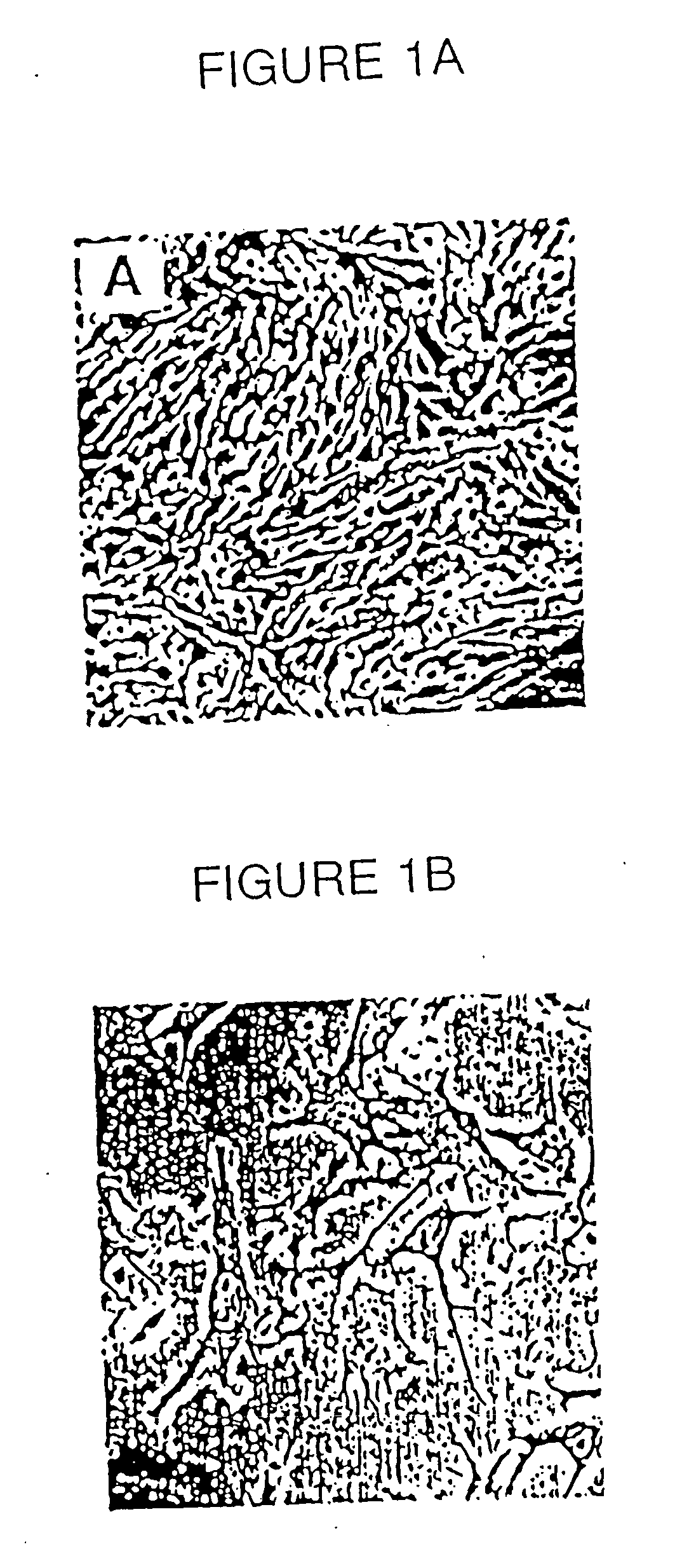 In vitro differentiation of vascular smooth muscle cells, methods and reagents related thereto