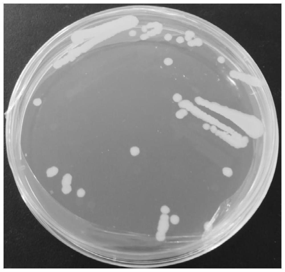 A kind of pyrethroid pesticide degrading strain and its application