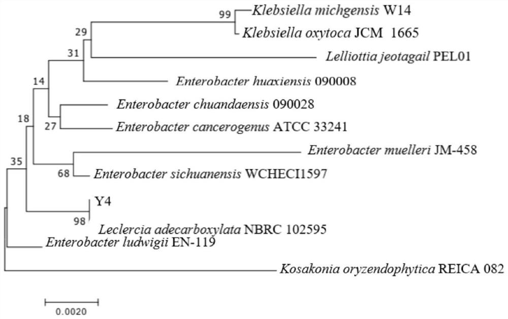 A kind of pyrethroid pesticide degrading strain and its application