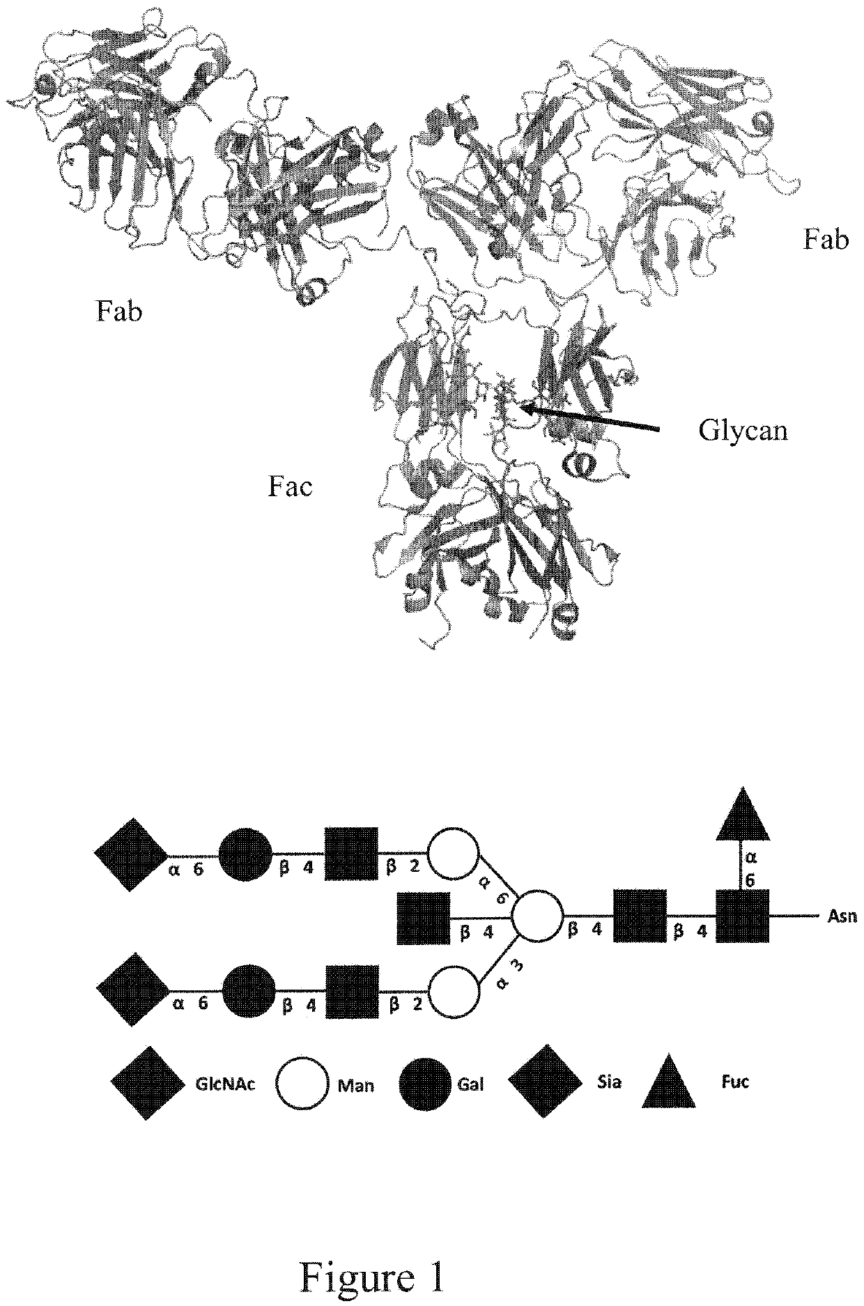 Endo-S2 mutants as glycosynthases, method of making and use for glycoengineering of glycoproteins