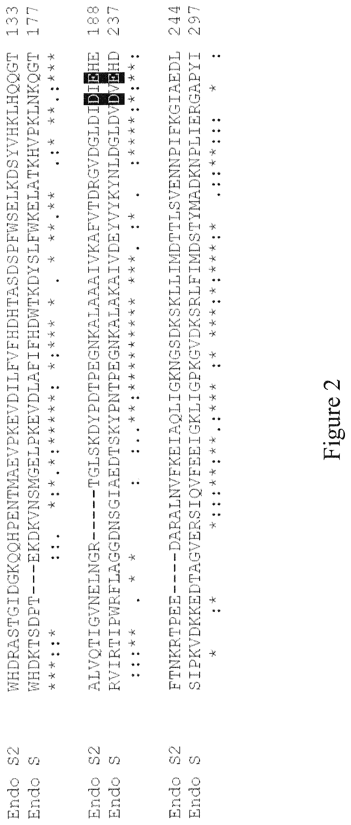 Endo-S2 mutants as glycosynthases, method of making and use for glycoengineering of glycoproteins