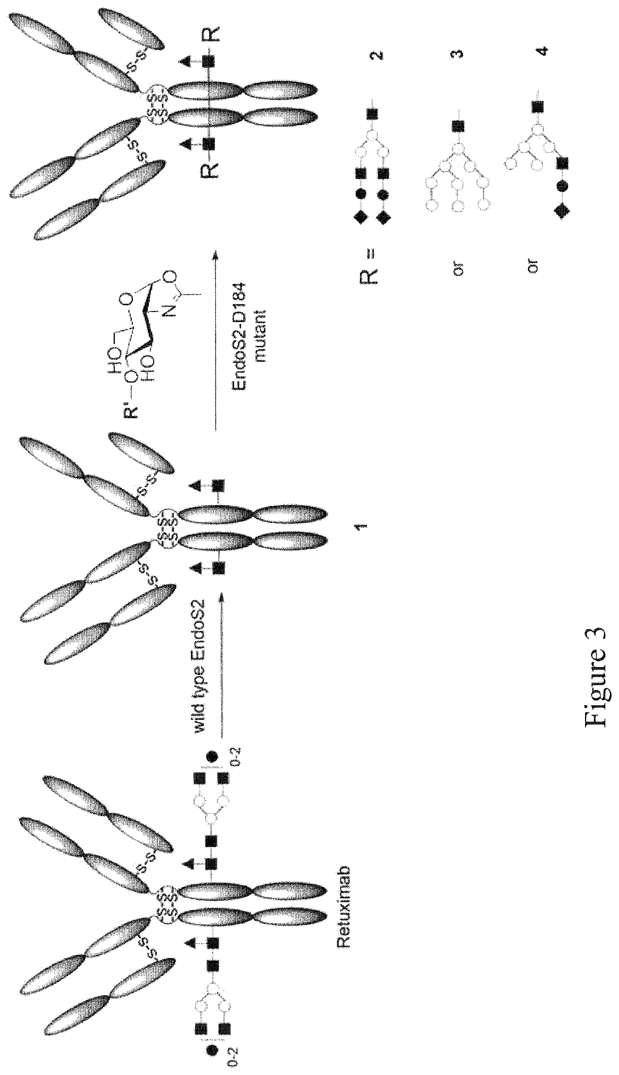 Endo-S2 mutants as glycosynthases, method of making and use for glycoengineering of glycoproteins