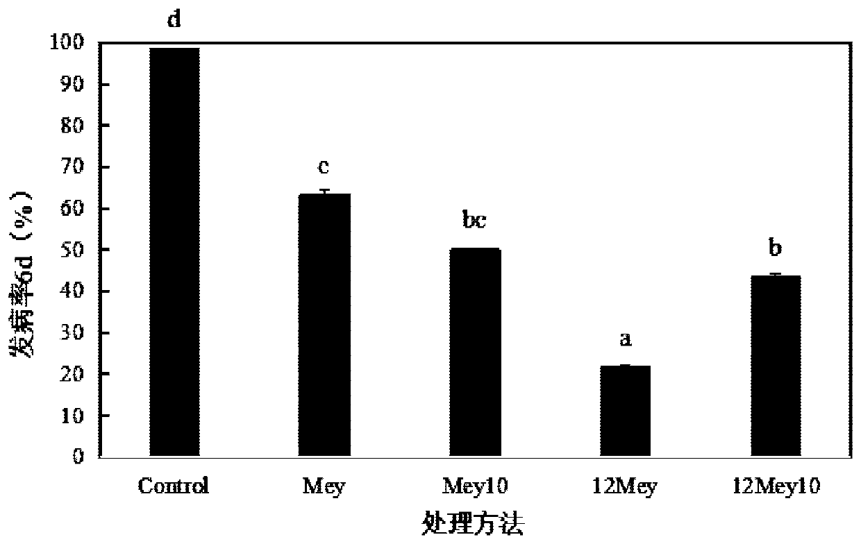 Meyerozyma guilliermondii suspension for controlling postharvest diseases of cherry tomato fruits