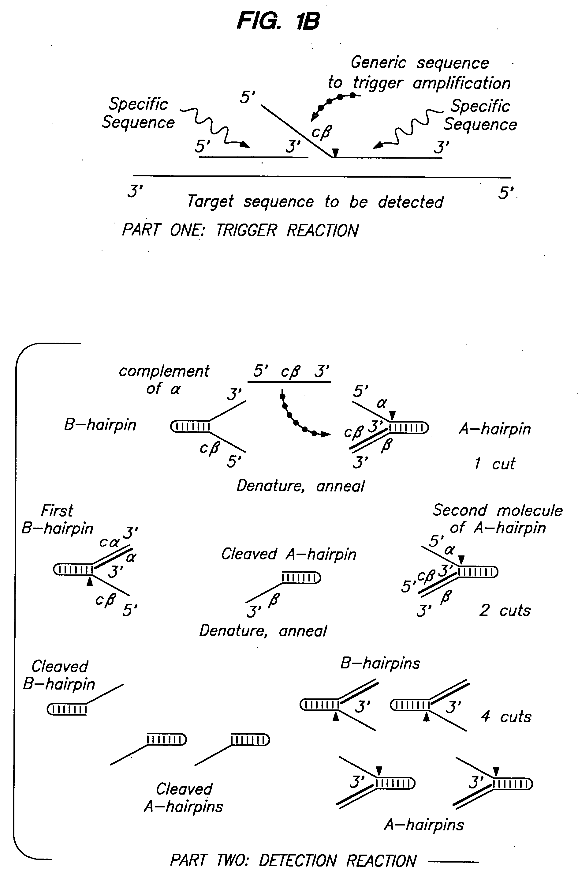 Cleavage of nucleic acids