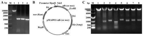 Recombinant bacteria synthesizing 2,5-dimethylpyrazine (2,5-DMP) by catalysis