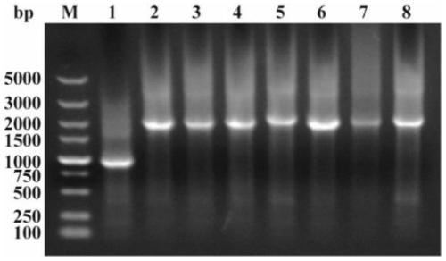 Recombinant bacteria synthesizing 2,5-dimethylpyrazine (2,5-DMP) by catalysis