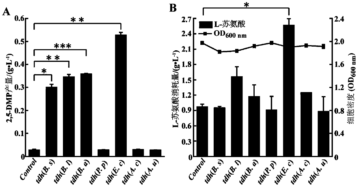 Recombinant bacteria synthesizing 2,5-dimethylpyrazine (2,5-DMP) by catalysis