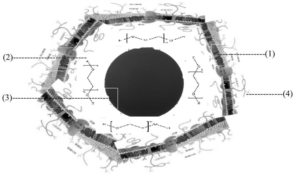 A kind of magnetic nanoparticle wrapped by erythrocyte membrane and its preparation method and application