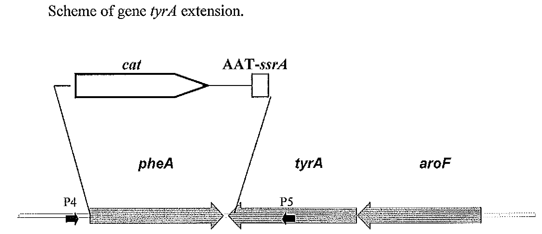 Method for producing amino acids using bacterium of the enterobacteriaceae family