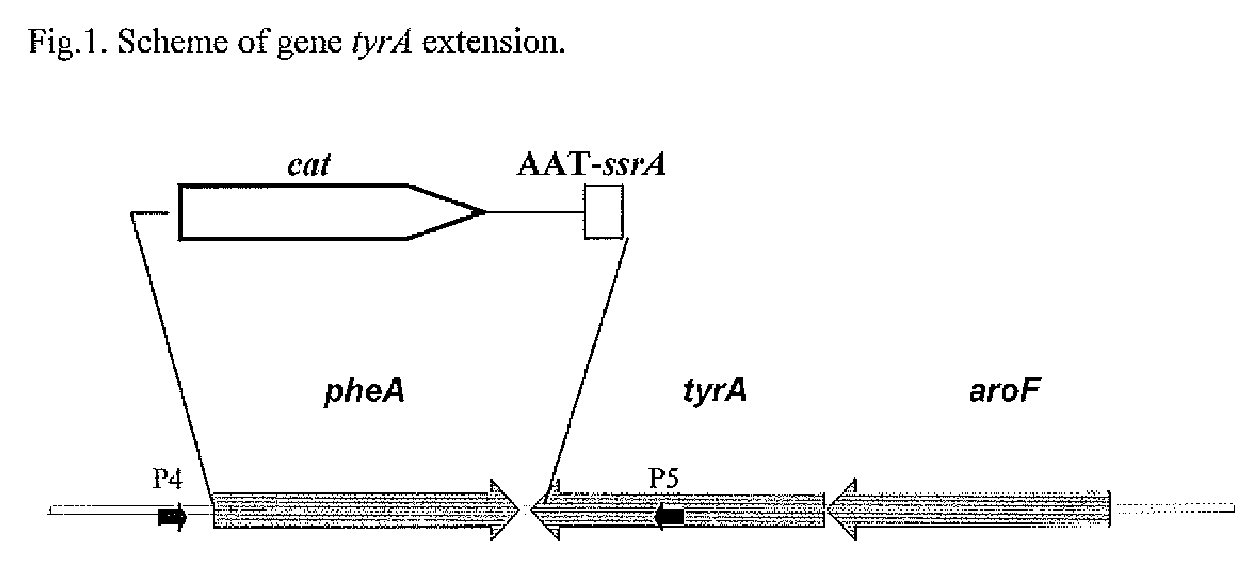 Method for producing amino acids using bacterium of the enterobacteriaceae family