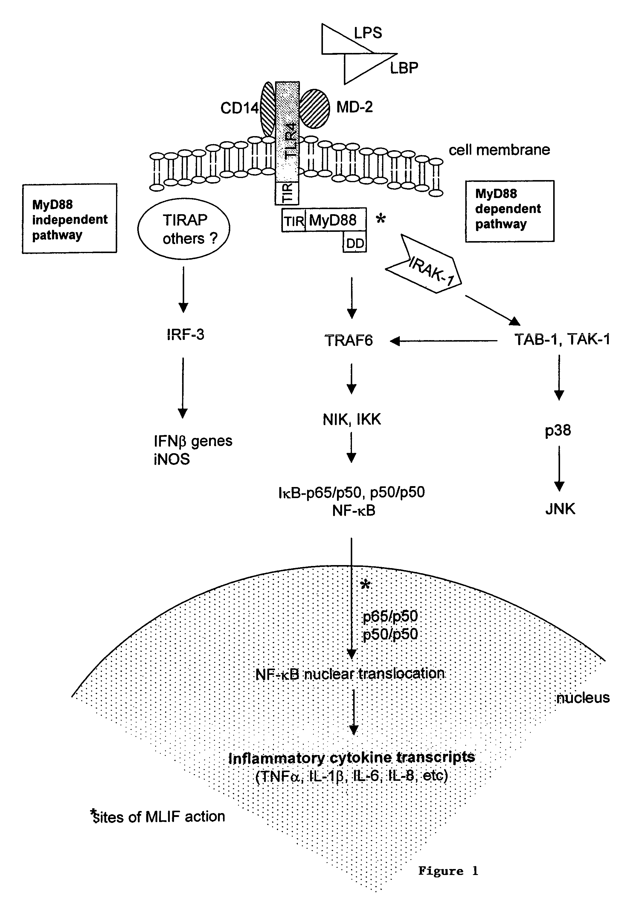 Monocyte locomotion inhibitory factor