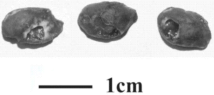 Biological activity factor composition for promoting ossification and vascularization