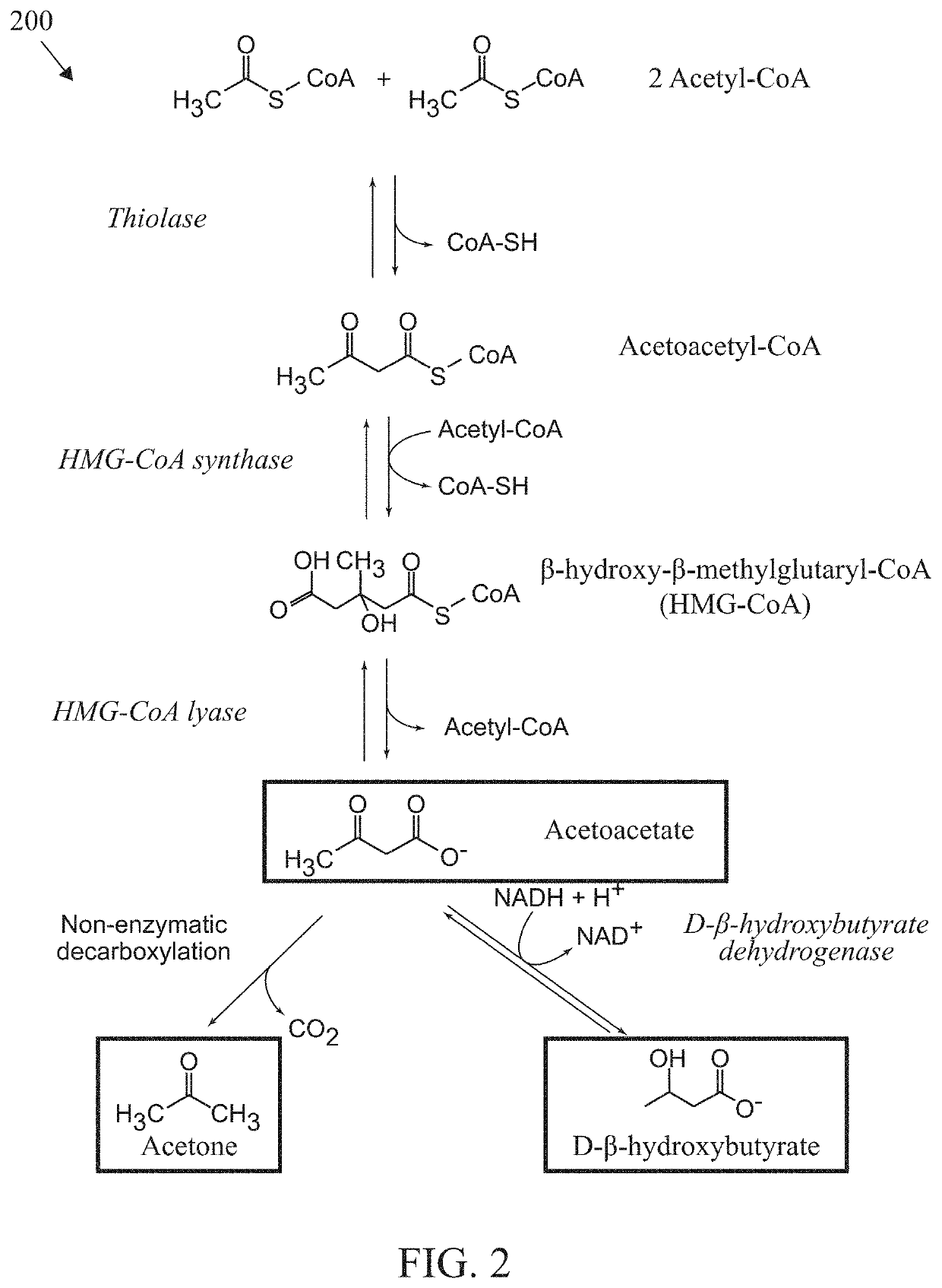 Devices And Methods For The Generation Of Alerts Due To Rising Levels Of Circulating Ketone Bodies In Physiological Fluids