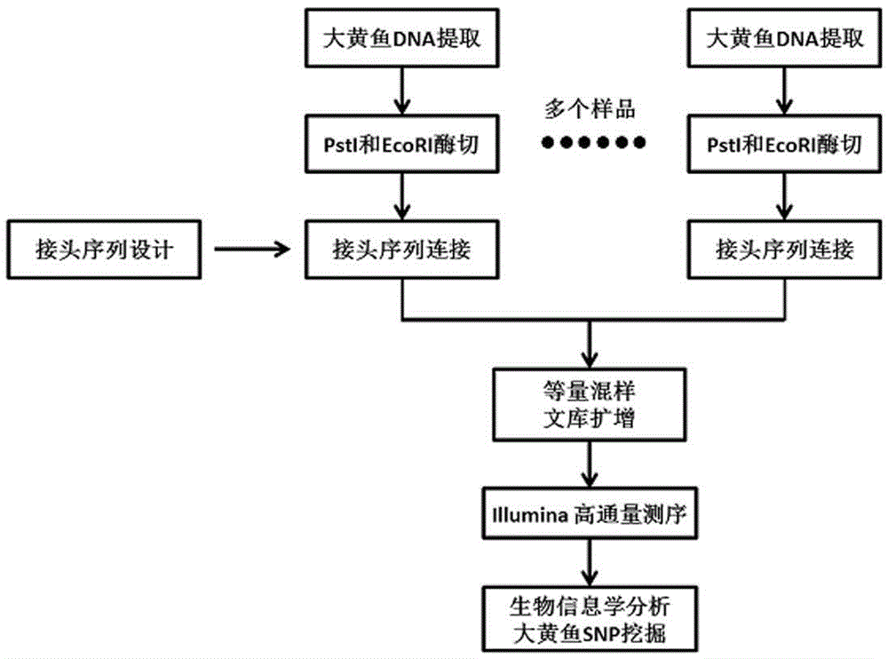 Larimichthys crocea genome-wide SNP and InDel molecular marker method based on double enzyme digestion