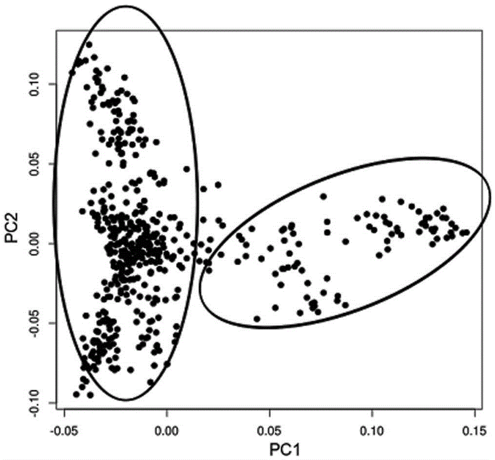 Larimichthys crocea genome-wide SNP and InDel molecular marker method based on double enzyme digestion