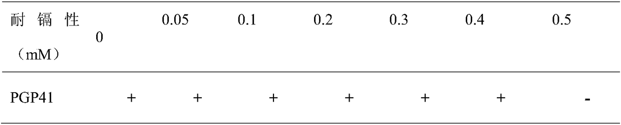 Bioremediation reagent for promoting hyperaccumulator growth and enhancing soil heavy metal extraction and remediation method