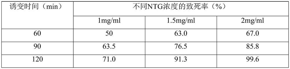 Glutamine transaminase production bacterium