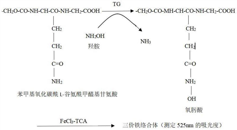 Glutamine transaminase production bacterium