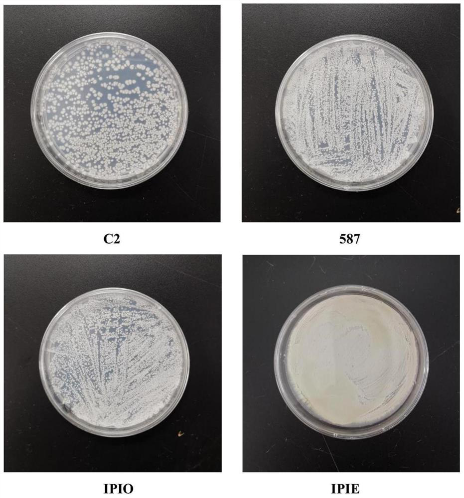 Glutamine transaminase production bacterium