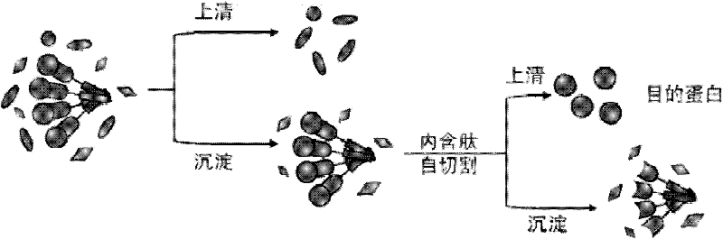 Method for purifying protein of enzyme aggregate based on self-aggregation short-peptide induction