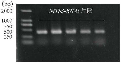 Application of tobacco ntts3 gene in controlling tobacco leaf senescence