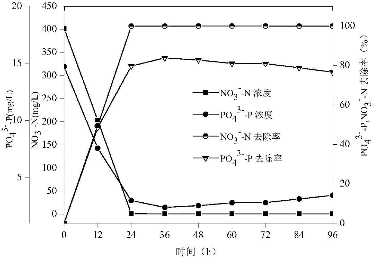 Domestication screening method of aerobic denitrifying phosphorus accumulating bacteria for processing sewage with low C/N ratio