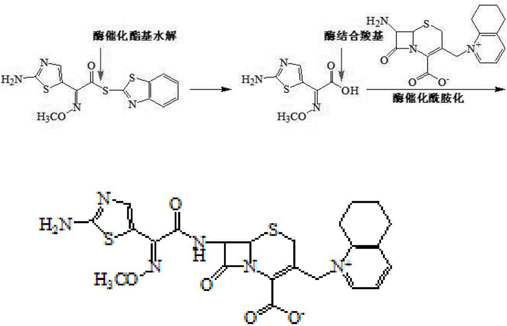 Enzymatic technology for compounding cefquinome sulfate