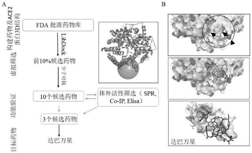 Application of dalbavancin in the preparation of drugs for inhibiting the combination of sars-cov-2 and ace2