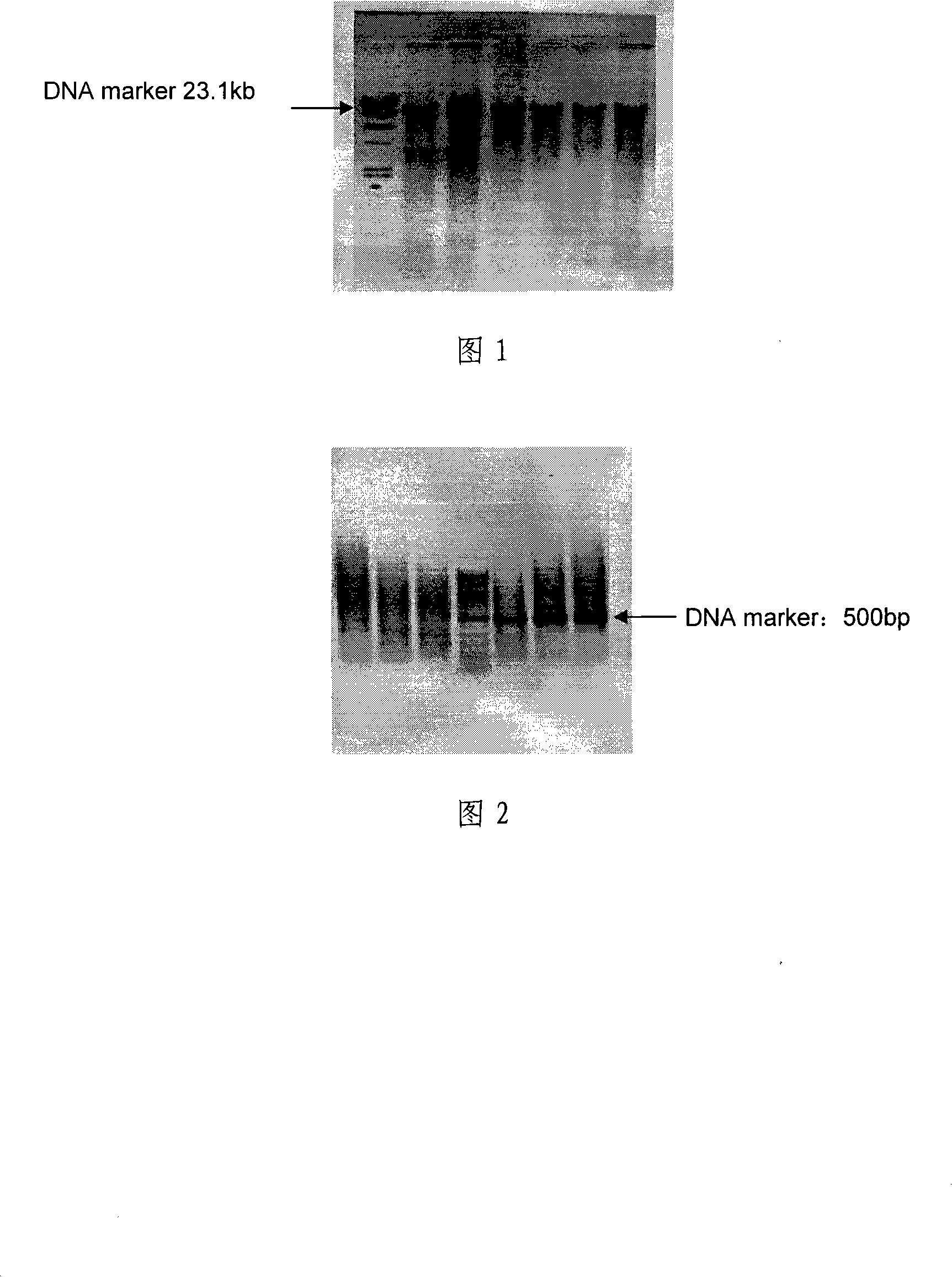 Soil sample total DNA extraction method for improving DNA quality