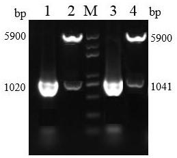 Subgroup A or B avian leukosis virus gp85 gene recombinant prokaryotic expression protein and purification method thereof, and applications