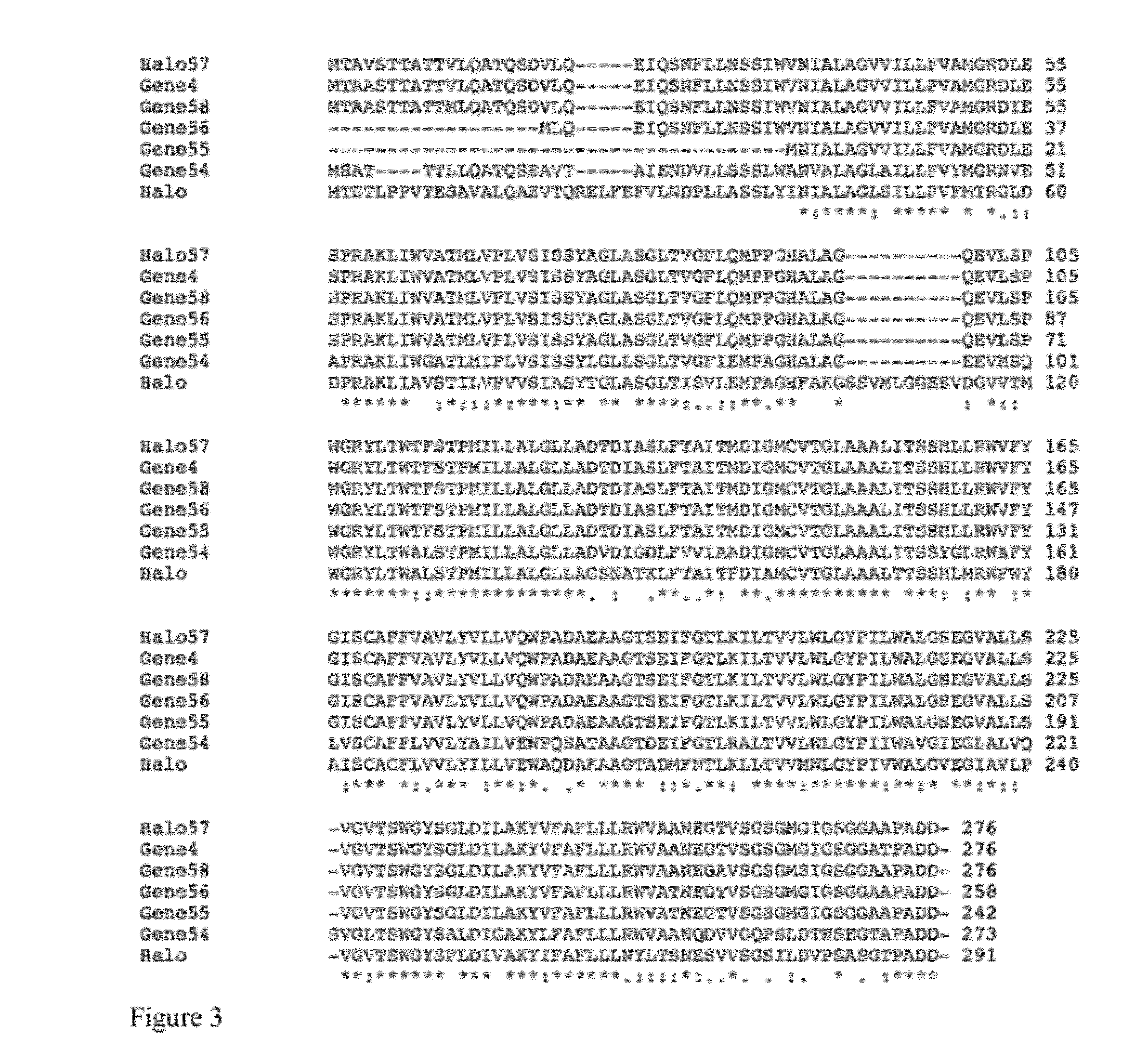 Red-shifted opsin molecules and uses thereof