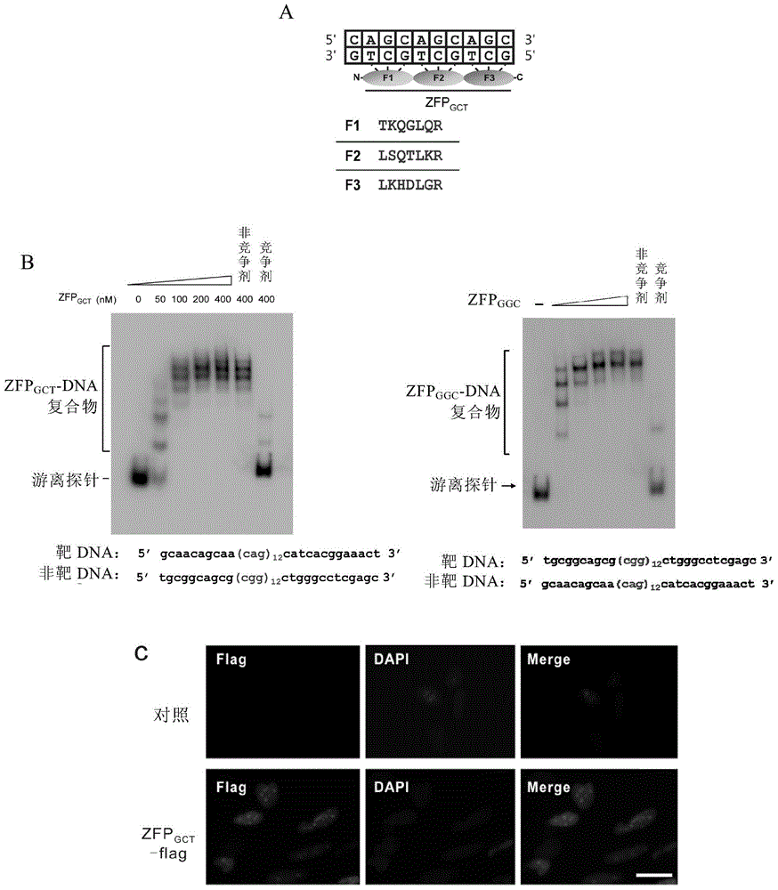 Method for detecting trinucleotide repeated sequence of mammal genome and application thereof