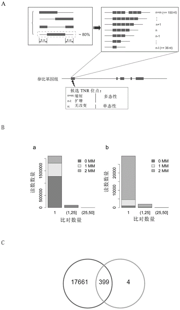 Method for detecting trinucleotide repeated sequence of mammal genome and application thereof