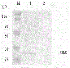 Koi herpesvirus ORF25 nucleic acid vaccine