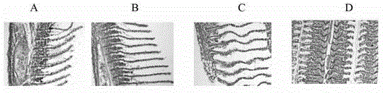 Koi herpesvirus ORF25 nucleic acid vaccine