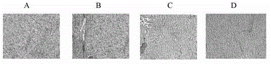 Koi herpesvirus ORF25 nucleic acid vaccine