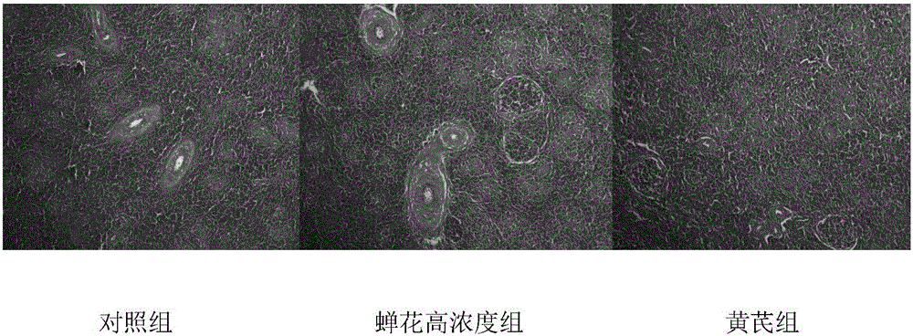 Application of paecilomyces cicadae cordyceps polysaccharides in preparation of chicken immunity enhancement reagent