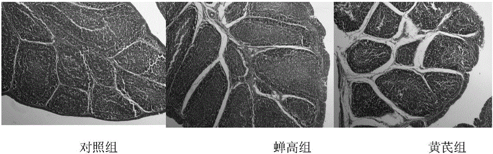 Application of paecilomyces cicadae cordyceps polysaccharides in preparation of chicken immunity enhancement reagent