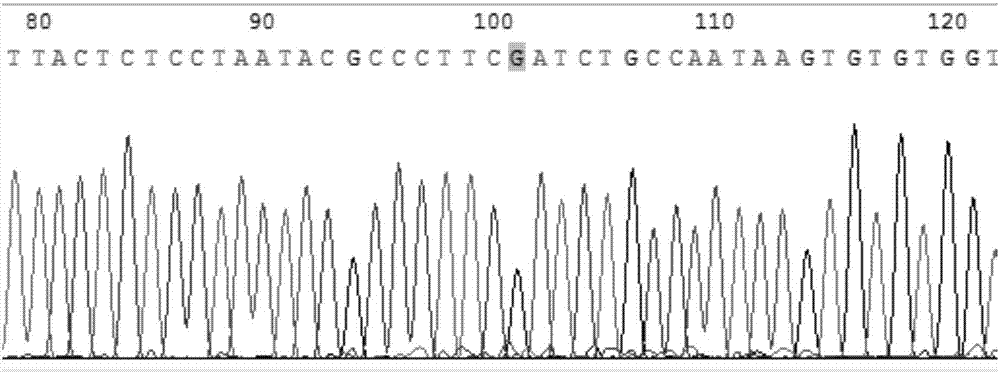 Fluorogenic quantitative PCR detection system for gallbladder carcinoma gene screening and application thereof