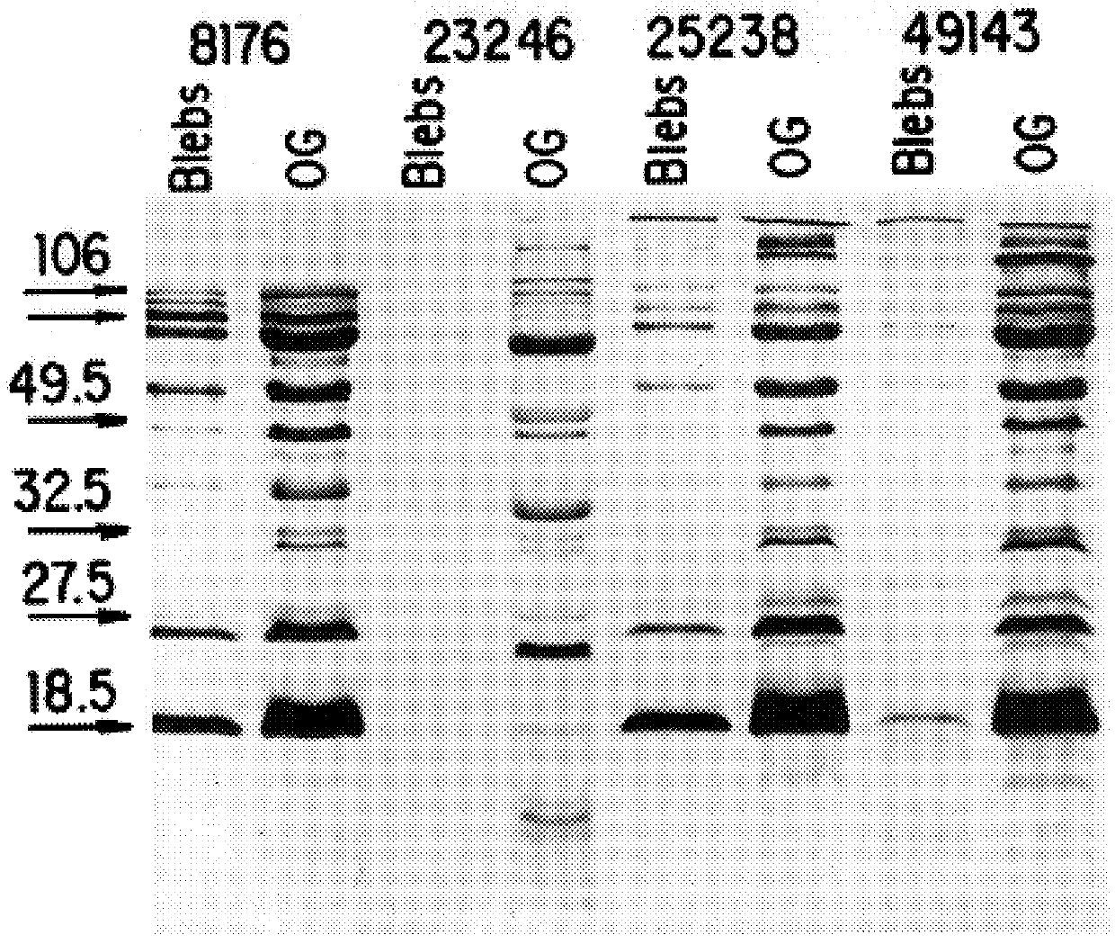 Moraxella catarrhalis outer membrane protein-106 polypeptide, gene sequence and uses thereof