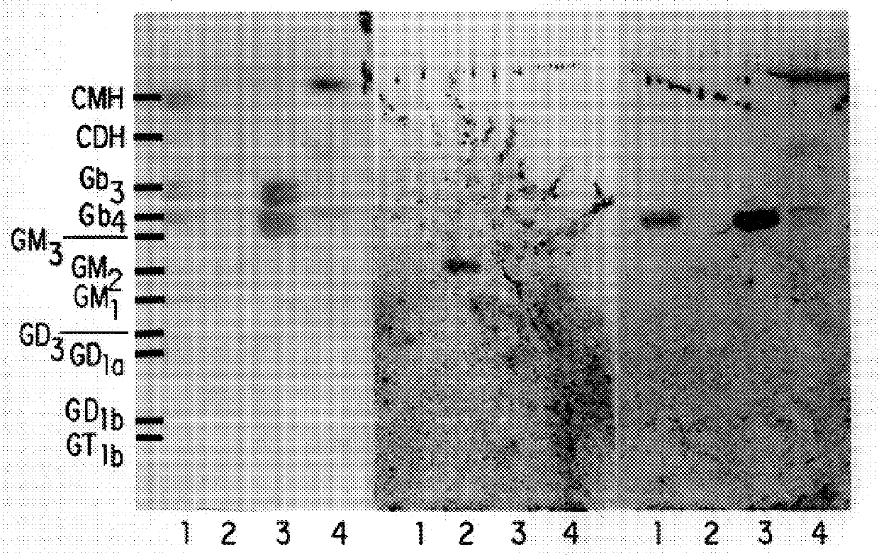 Moraxella catarrhalis outer membrane protein-106 polypeptide, gene sequence and uses thereof