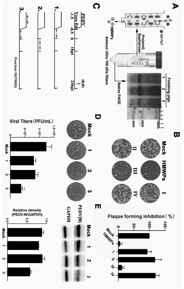 Application of calpain protein-1 in resisting porcine epidemic diarrhea virus infection