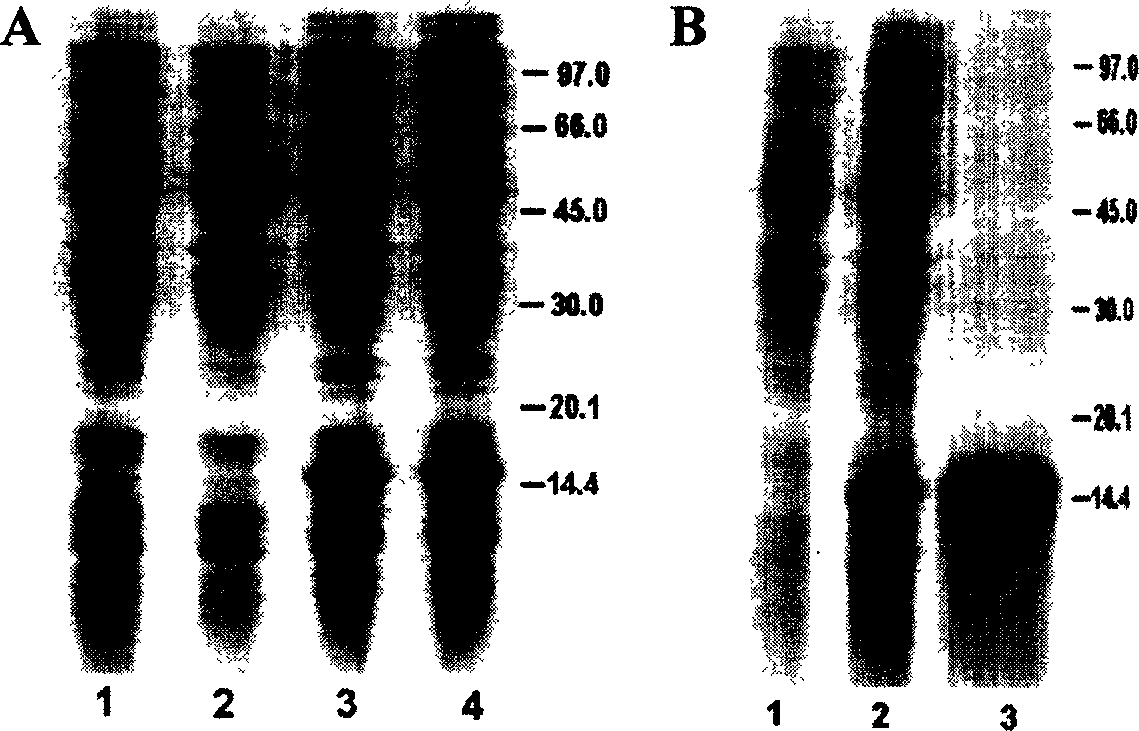 Antibacterial peptide gene of Chinese prawn containing single whey acidic protein structure domain and its coded antibacterial peptide and application