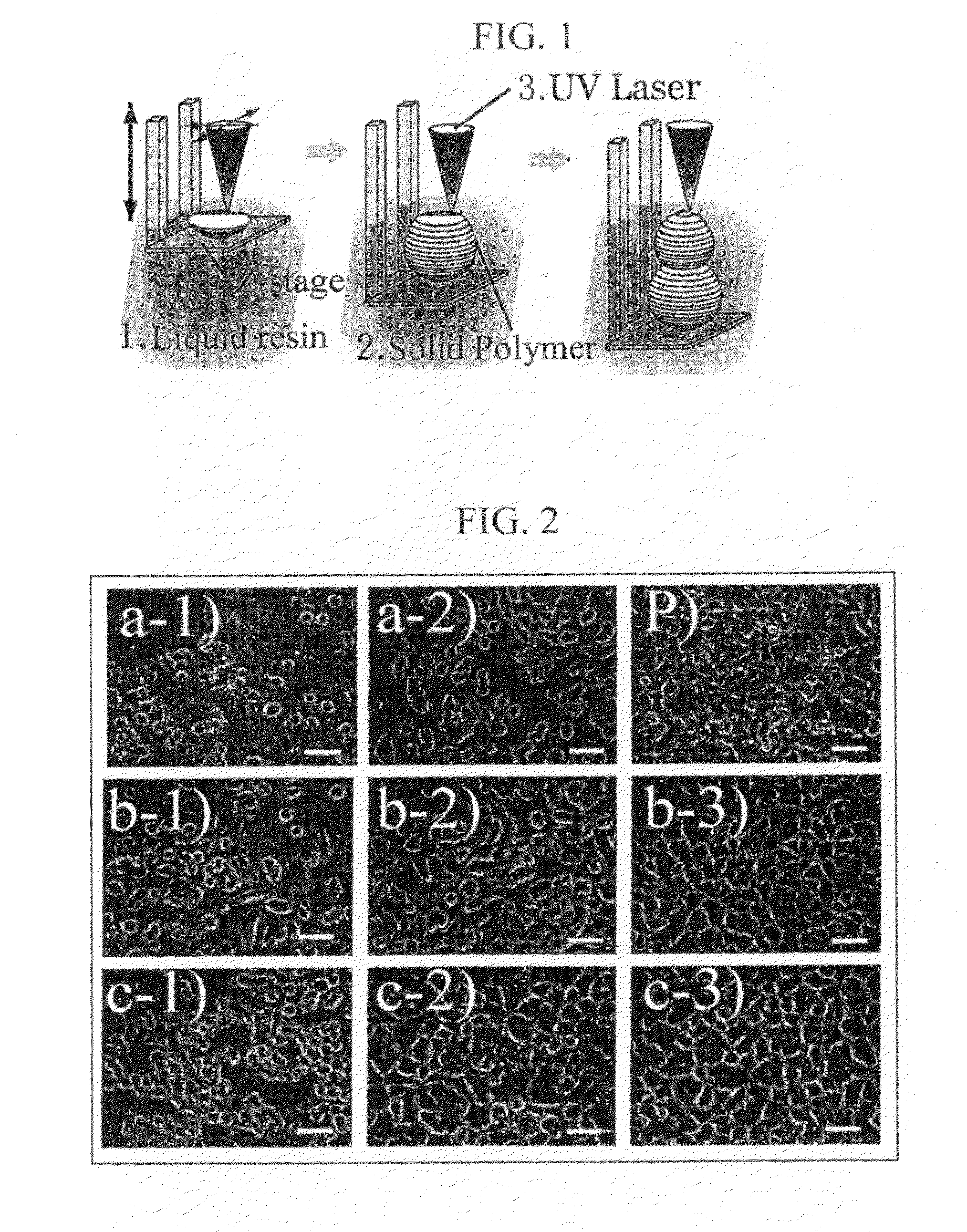 Cytocompatible three-dimensional structures fabricated by microstereolithography