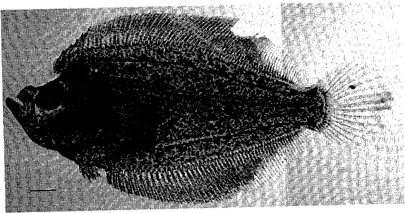 Method for inhibiting movement of flounder eyes